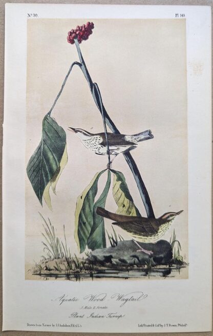 Original lithograph by John Audubon of the Aquatic Wood-Wagtail / Northern Waterthrush and Louisiana Waterthrush, 3rd Edition, plate 149