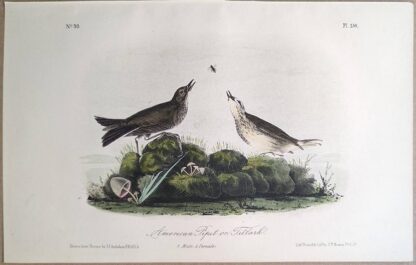 Original lithograph by John Audubon of the American Pipit or Titlark / Water Pipit, 3rd Edition, plate 150