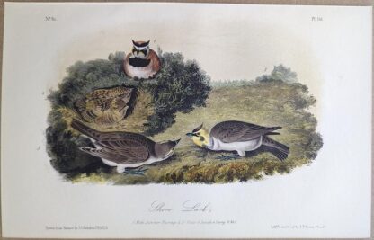 Original lithograph by John Audubon of the Shore Lark / Horned Lark, 3rd Edition, plate 151