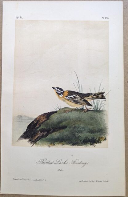 Original lithograph by John Audubon of the Painted Lark-Bunting / Smith's Longspur, 3rd Edition, plate 153