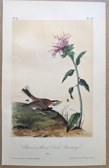 Original lithograph by John Audubon of the Chesnut-collared Lark-Bunting / Chestnut-collared Longspur, 3rd Edition, plate 154