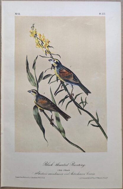 Original lithograph by John Audubon of the Black-throated Bunting / Dicksissel, 3rd Edition, plate 155