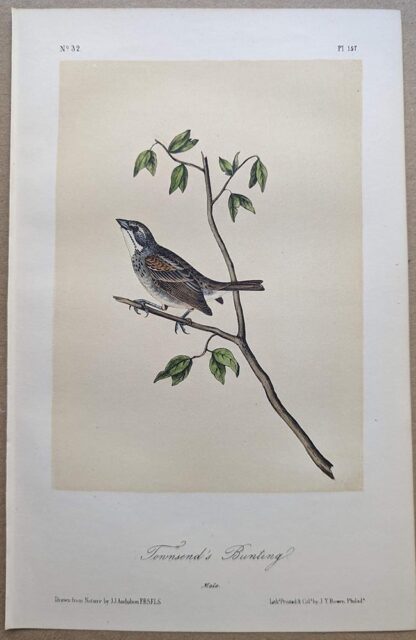 Original lithograph by John Audubon of the Townsend's Bunting, 3rd Edition, plate 157