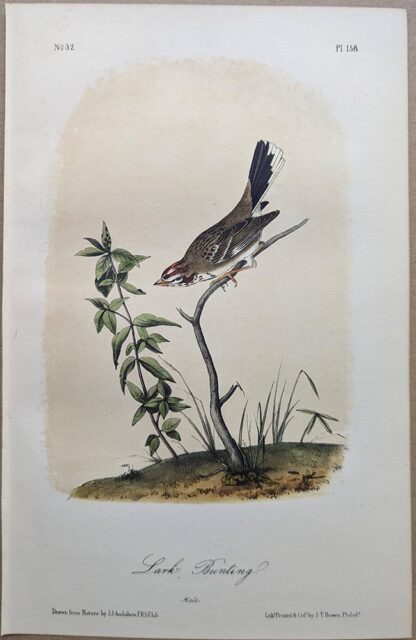 Original lithograph by John Audubon of the Lark Bunting / Lark Sparrow, 3rd Edition, plate 158