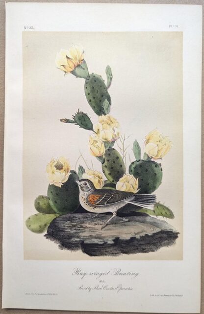 Original lithograph by John Audubon of the Bay-winged Bunting / Vesper Sparrow, 3rd Edition, plate 159