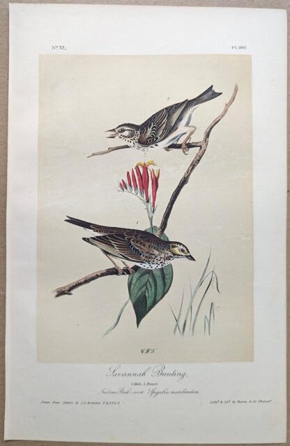 Original lithograph by John Audubon of the Savannah Bunting / Savannah Sparrow, 3rd Edition, plate 160