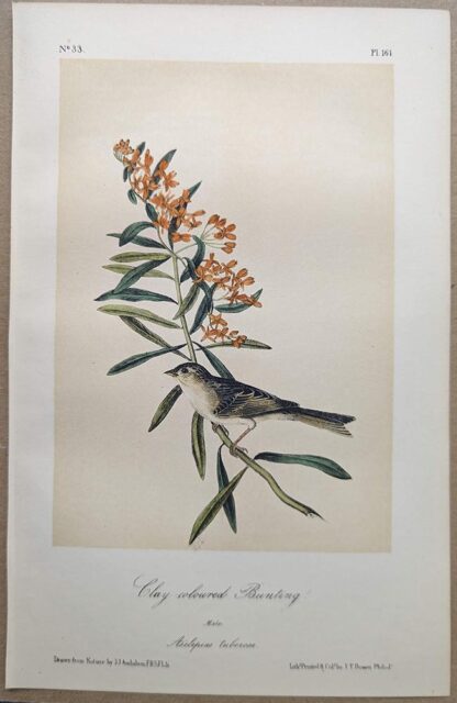 Original lithograph by John Audubon of the Clay-coloured Bunting / Clay-colored Sparrow, 3rd Edition, plate 161