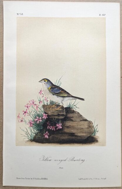 Original lithograph by John Audubon of the Yellow-winged Bunting / Grasshopper Sparrow, 3rd Edition, plate 162