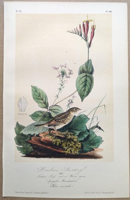 Original lithograph by John Audubon of the Henslow's Bunting / Henslow's Sparrow, 3rd Edition, plate 163