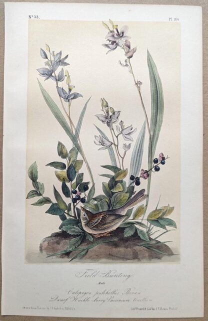 Original lithograph by John Audubon of the Field Bunting / Field Sparrow, 3rd Edition, plate 164