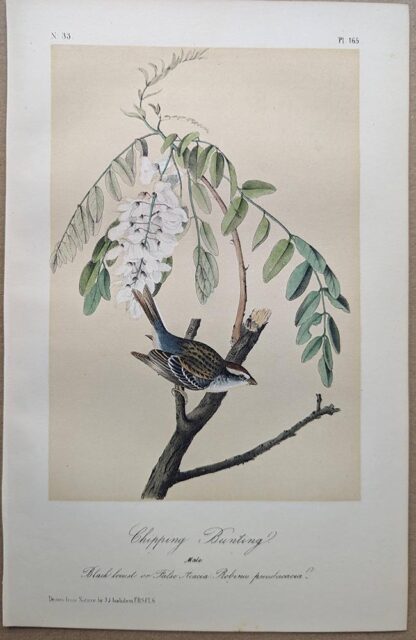 Original lithograph by John Audubon of the Chipping Bunting / Chipping Sparrow, 3rd Edition, plate 165