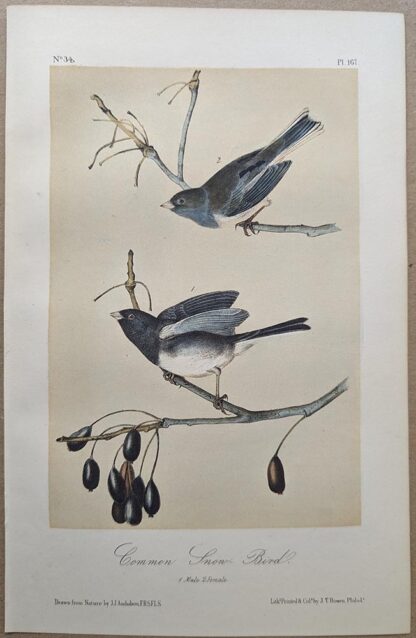 Original lithograph by John Audubon of the Common Snow-Bird / Dark-eyed Junco, 3rd Edition, plate 167