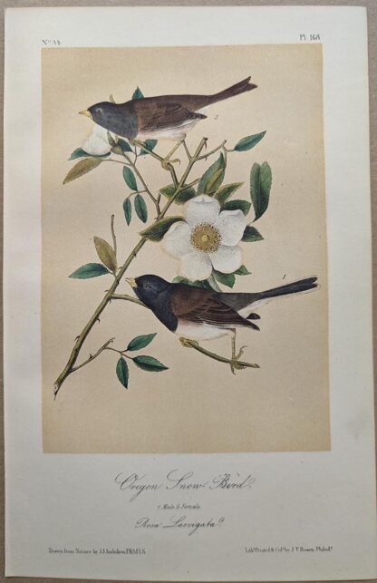 Original lithograph by John Audubon of the Oregon Snow Bird / Dark-eyed Junco, 3rd Edition, plate 168