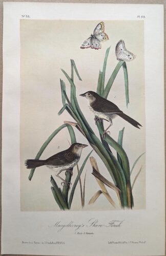 Original lithograph by John Audubon of the Macgillivray's Shore-Finch / Seaside Sparrow, 3rd Edition, plate 173