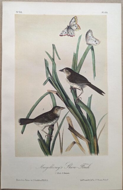 Original lithograph by John Audubon of the Macgillivray's Shore-Finch / Seaside Sparrow, 3rd Edition, plate 173