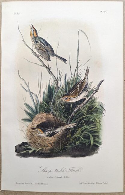 Original lithograph by John Audubon of the Sharp-tailed Finch / Sharp-tailed Sparrow, 3rd Edition, plate 174