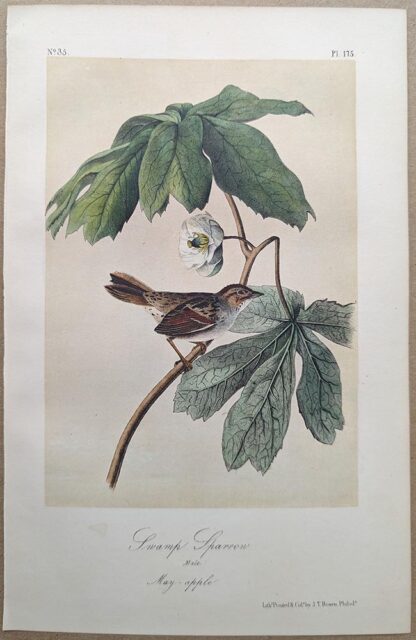 Original lithograph by John Audubon of the Swamp Sparrow, 3rd Edition, plate 175