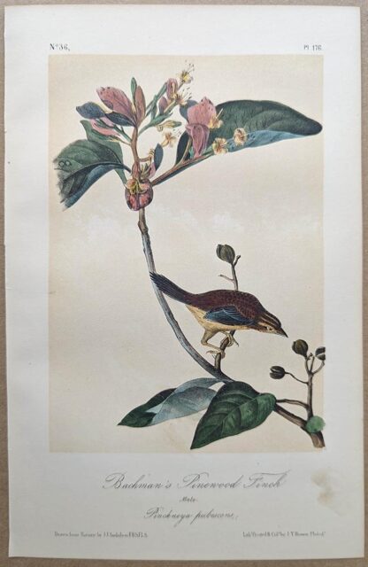 Original lithograph by John Audubon of the Bachman's Pinewood Finch / Bachman's Sparrow, 3rd Edition, plate 176
