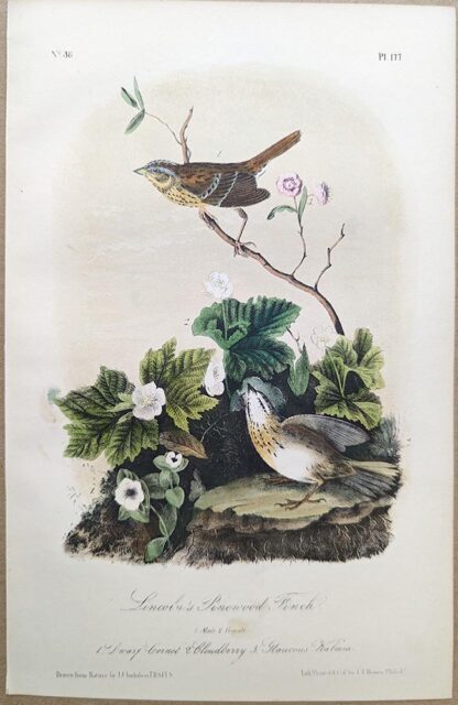 Original lithograph by John Audubon of the Lincoln's Pinewood Finch / Lincoln's Sparrow, 3rd Edition, plate 177
