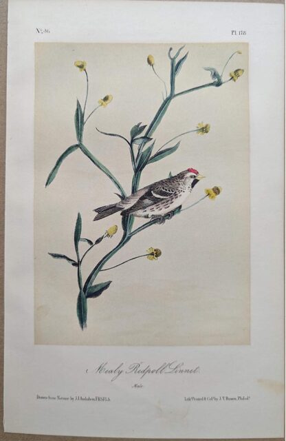 Original lithograph by John Audubon of the Mealy Redpoll Linnet / Hoary Redpoll, 3rd Edition, plate 178