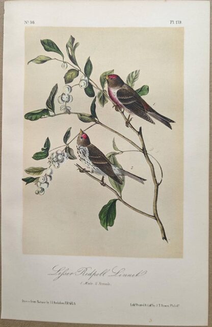 Original lithograph by John Audubon of the Lesser Redpoll Linnet / Common Redpoll, 3rd Edition, plate 179