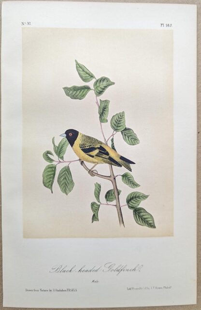 Original lithograph by John Audubon of the Black-headed Goldfinch / Hooded Siskin, 3rd Edition, plate 182