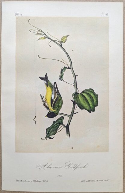 Original lithograph by John Audubon of the Arkansaw Goldfinch / Lesser Goldfinch, 3rd Edition, plate 183