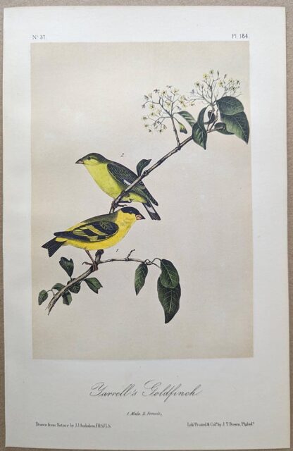 Original lithograph by John Audubon of the Yarrell's Goldfinch / Lesser Goldfinch, 3rd Edition, plate 184