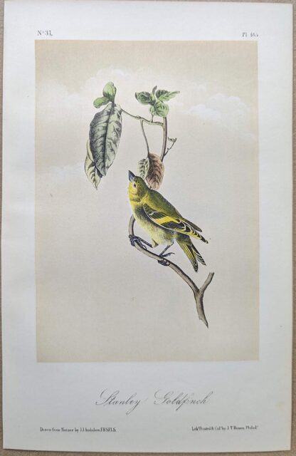 Original lithograph by John Audubon of the Stanley Goldfinch / Black-chinned Siskin, 3rd Edition, plate 185