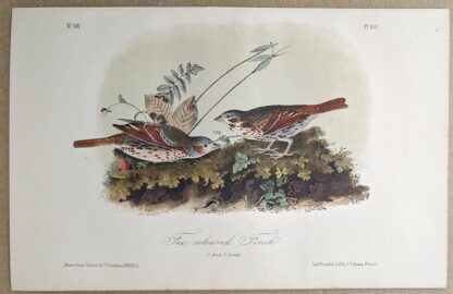 Original lithograph by John Audubon of the Fox-coloured Finch / Fox Sparrow, 3rd Edition, plate 186