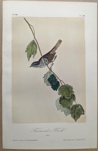 Original lithograph by John Audubon of the Townsend's Finch / Song Sparrow, 3rd Edition, plate 188