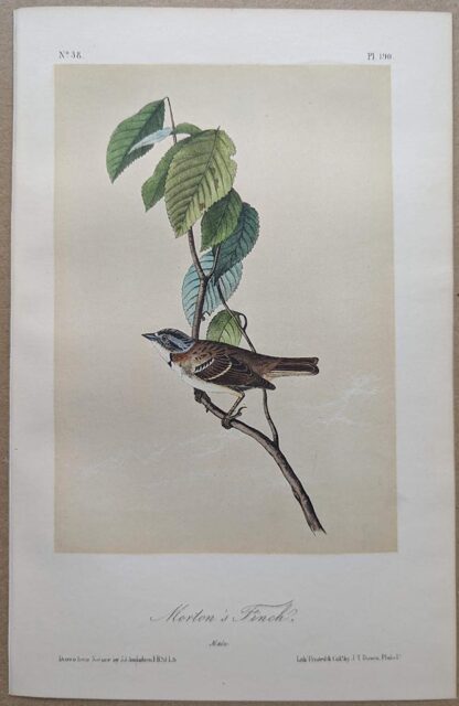 Original lithograph by John Audubon of the Morton's Finch / Rufous-collared Sparrow, 3rd Edition, plate 190