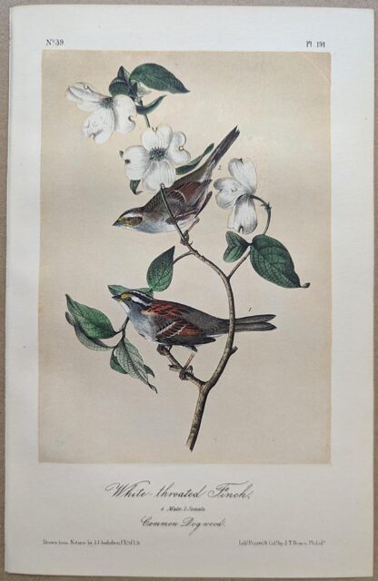 Original lithograph by John Audubon of the White-throated Finch / White-throated Sparrow, 3rd Edition, plate 191