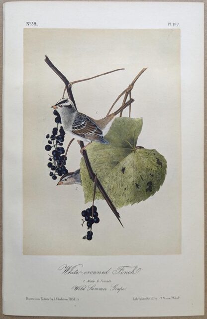 Original lithograph by John Audubon of the White-crowned Finch / White-crowned Sparrow, 3rd Edition, plate 192