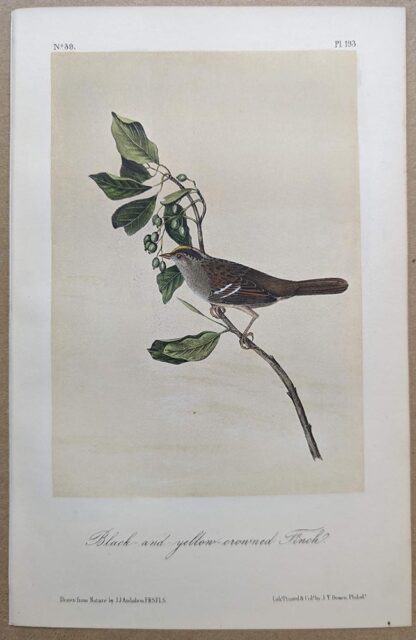 Original lithograph by John Audubon of the Black-and-yellow-crowned Finch / Golden-crowned Sparrow, 3rd Edition, plate 193