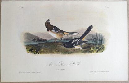 Original lithograph by John Audubon of the Arctic Ground Finch / Rufous-sided Towhee, 3rd Edition, plate 194