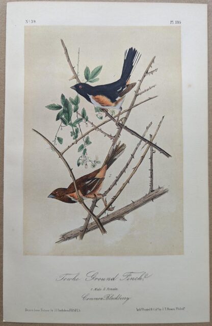 Original lithograph by John Audubon of the Towhe Ground Finch / Rufous-sided Towhee, 3rd Edition, plate 195