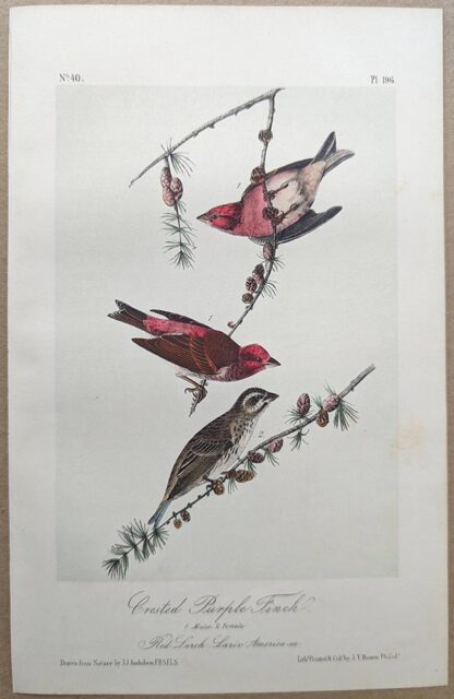 Original lithograph by John Audubon of the Crested Purple Finch / Purple Finch, 3rd Edition, plate 196