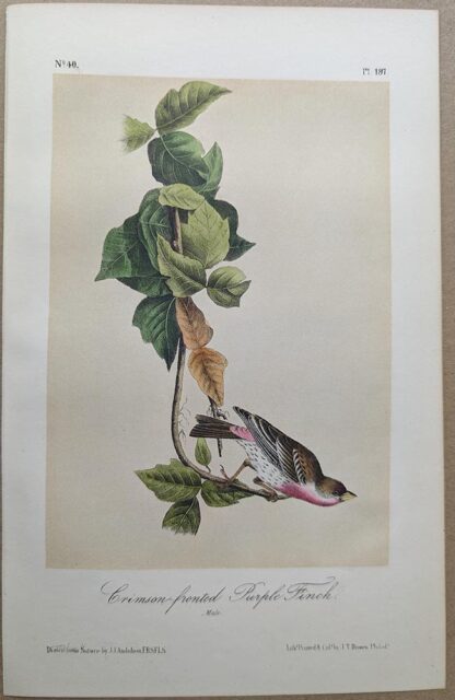 Original lithograph by John Audubon of the Crimson-fronted Purple Finch / House Finch, 3rd Edition, plate 197