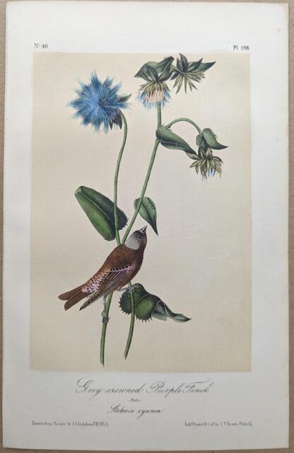 Original lithograph by John Audubon of the Grey-crowned Purple Finch / Rosy Finch, 3rd Edition, plate 198