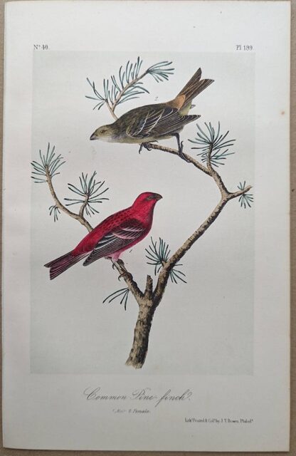 Original lithograph by John Audubon of the Common Pine-finch / Pine Grosbeak, 3rd Edition, plate 199