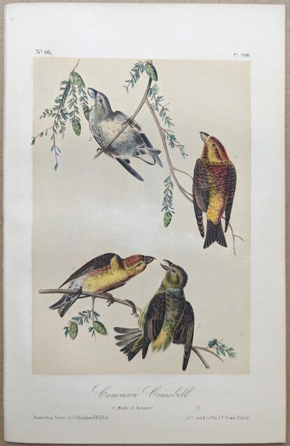 Original lithograph by John Audubon of the Common Crossbill / Red Crossbill, 3rd Edition, plate 200
