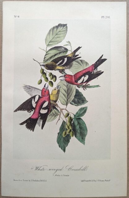 Original lithograph by John Audubon of the White-winged Crossbill, 3rd Edition, plate 201