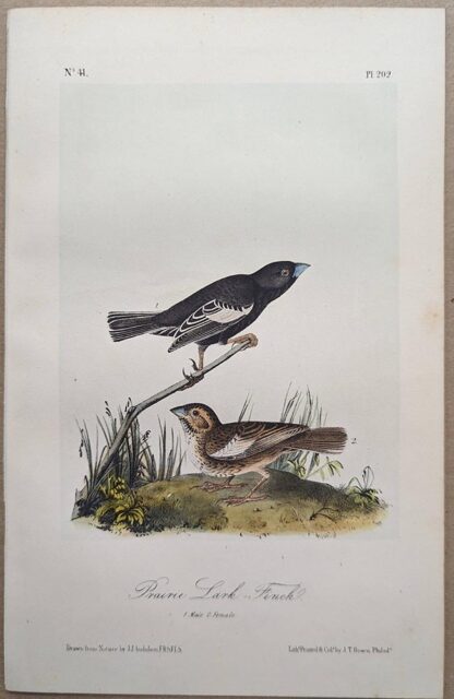 Original lithograph by John Audubon of the Prairie Lark-Finch / Lark Bunting, 3rd Edition, plate 202