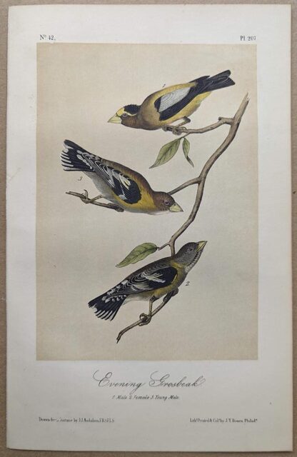 Original lithograph by John Audubon of the Evening Grosbeak, 3rd Edition, plate 207