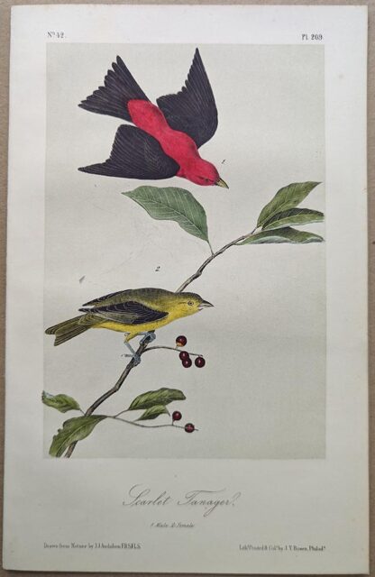 Original lithograph by John Audubon of the Scarlet Tanager, 3rd Edition, plate 209