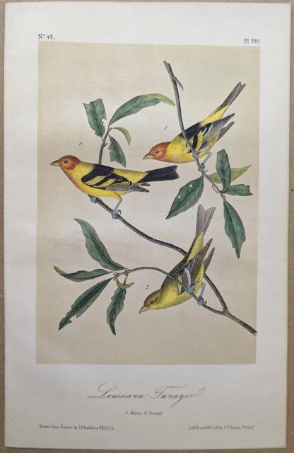 Original lithograph by John Audubon of the Louisiana Tanager / Western Tanager, 3rd Edition, plate 210