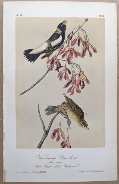 Original lithograph by John Audubon of the Wandering Rice-bird / Bobolink, 3rd Edition, plate 211