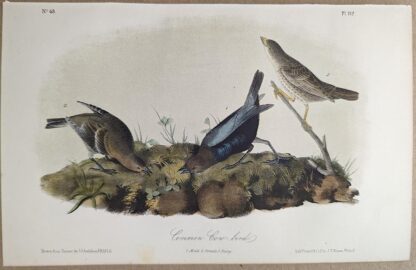 Original lithograph by John Audubon of the Common Cow-bird / Brown-headed Cowbird, 3rd Edition, plate 2121