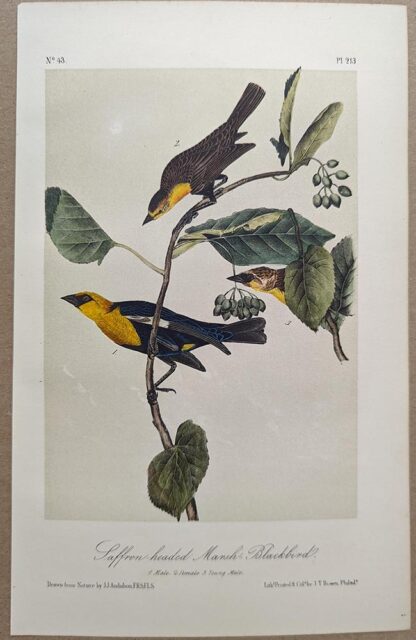 Original lithograph by John Audubon of the Saffron-headed Marsh-Blackbird / Yellow-headed Blackbird, 3rd Edition, plate 213